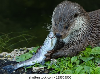 European Otter Eating Fish