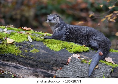 European Otter (Lutra Lutra) 
