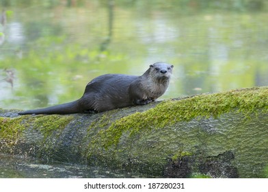 European Otter, Lutra Lutra