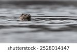 European otter (Lutra lutra), Isle of Mull, Scotland