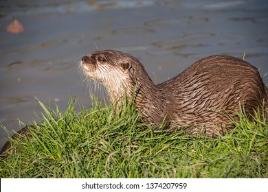 European otter (Lutra lutra), also known as Eurasian otter