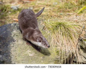 European Otter (Lutra Lutra) On River Bank About To Slide In To Water