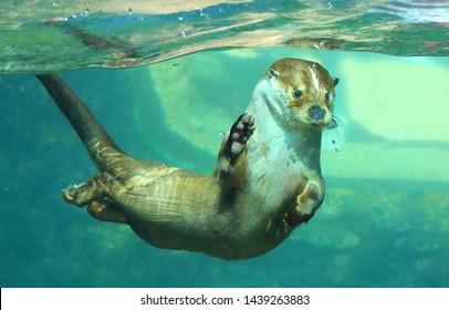 The European Otter - Lutra Lutra spielen und jagen unter Wasser. Dieses Tier ist ein gefährlicher Schädling für Fischzucht und Aquakultur. Tierwelt im Nationalpark Sumava. Tschechische Republik, Europa.