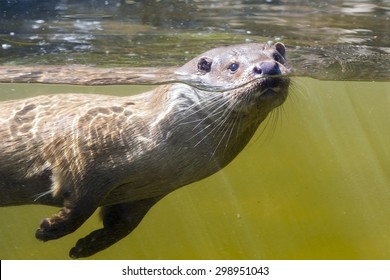 European Otter (Lutra Lutra) Is Swimming Underwater