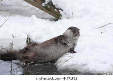 European Otter In Playing In The Snow