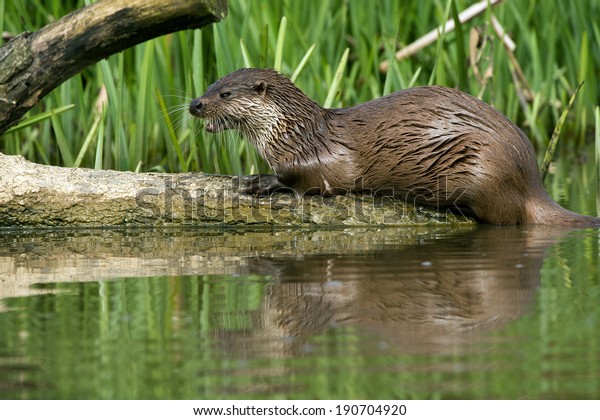 European\
Otter reflected in water/Otter/European\
Otter