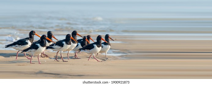European Oystercatcher foraging on the beach