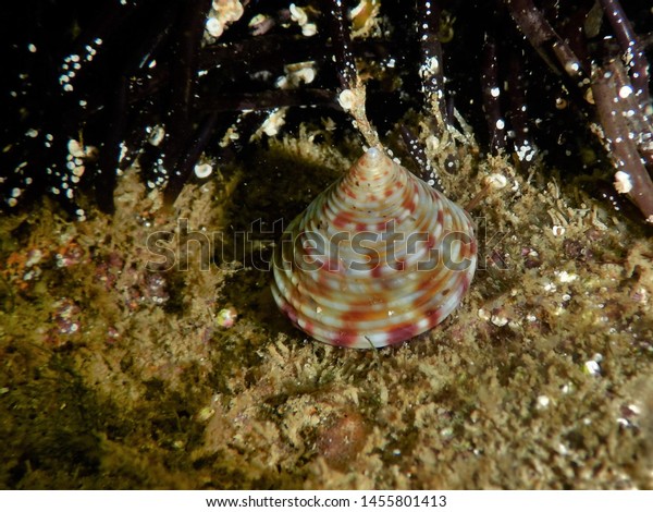 European Painted Top Shell Calliostoma Zizyphinum の写真素材 今すぐ編集