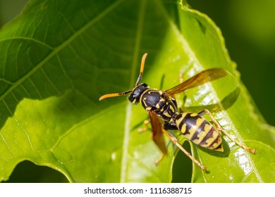 European Paper Wasp