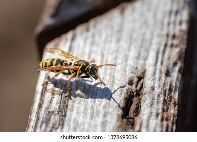 European Paper Wasp Cleaing Its Wings