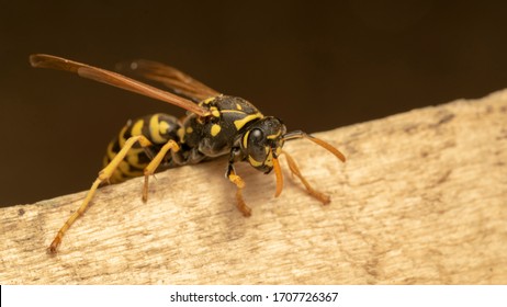 European Paper Wasp (lat. Polistes Gallicus)