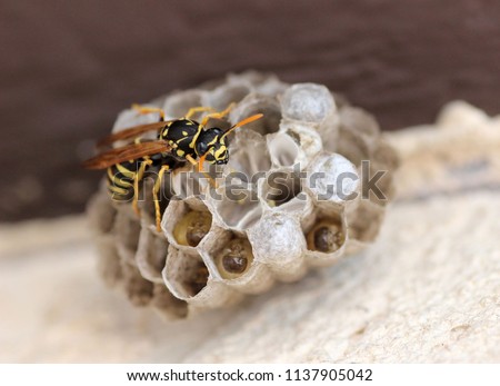 European Paper wasp on nest