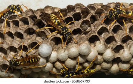 European paper wasp (Polistes dominula). Wasp nest with imago, larvae and eggs.