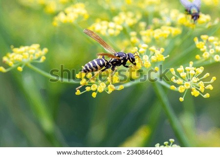 European paper wasp, Polistes dominula, on a flower