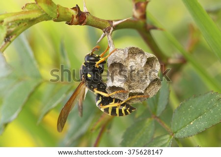  European Paper Wasp (Polistes sp.), Czech Republic