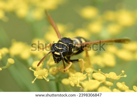 European paper wasp, scientific name  polistes dominilus, taken in Valais, CH.