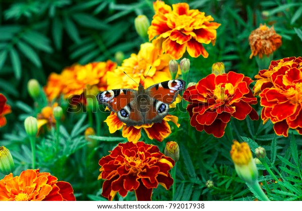 European peacock (Aglais io) butterfly sits on orange flower Tagetes, top view