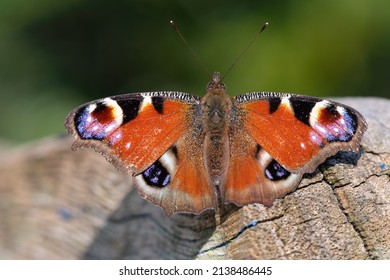 European peacock butterfly (Aglais io) perched in a UK garden. Beautiful butterfly portrait in early Spring.