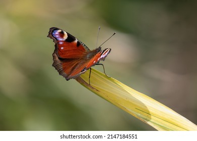 European Peacock Butterfly (Aglais Io) Perches On Top Of A Leaf, Isolated Against A Blurred Background. Spring Nature Scene In A UK Garden.