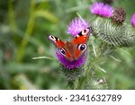 European Peacock Butterly on a Scottish Thistle 