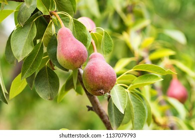 European Pear Or Common Pear On Tree Branch