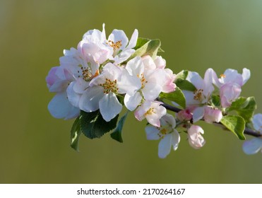 European Pear, Pyrus Communis. A Flowering Tree