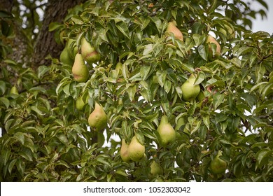 European Pear Tree With Fruits (Pyrus Communis)