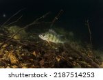 European perch in the dam. Perch in natural habitat. European wildlife. Fish during dive. 