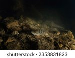 European perch during night dive. Perch is swimming on the bottom of the lake. Night dive in fresh water. 