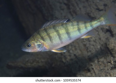 European Perch Fish (Perca Fluviatilis) Underwater In Freshwater Lake 