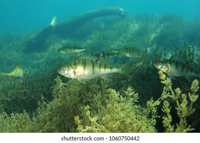 European Perch Fish (Perca Fluviatilis) Underwater In Freshwater Lake 