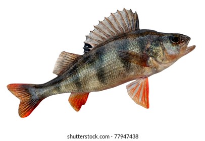 European Perch, Perca Fluviatilis