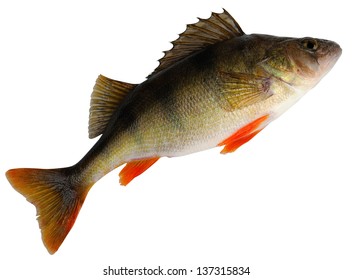 European Perch ( Perca Fluviatilis ). Female Before Spawning. Isolated On White Background