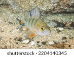 European Perch (Perca Fluviatilis), Quarry Lake, Czech Republic