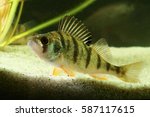 European perch Perca fluviatilis svimming in the pond