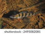 European perch (Perca fluviatilis) swimming in the water surface.