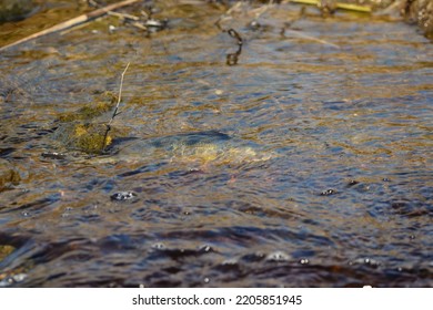 European Perch (Perca Fluviatilis) Swimming In River Moving To The Spawning Pond.