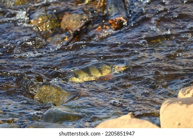 European Perch (Perca Fluviatilis) Swimming In River Moving To The Spawning Pond.