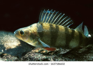 EUROPEAN PERCH Perca Fluviatilis    UNDERWATER VIEW