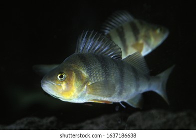 EUROPEAN PERCH Perca Fluviatilis    UNDERWATER VIEW