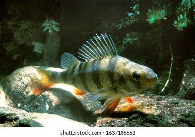 EUROPEAN PERCH Perca Fluviatilis    UNDERWATER VIEW