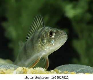 European Perch, Perca Fluviatilis Underwater View