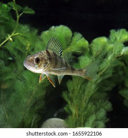 European Perch, Perca Fluviatilis  Underwater View