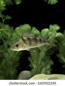 European Perch, Perca Fluviatilis  Underwater View