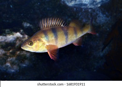 European Perch - Perca Fluviatilis. Underwater Shot Of Mature Perch Fish Svimming In The Pond