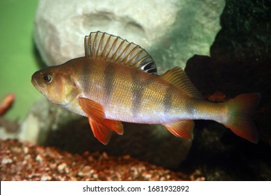 European Perch - Perca Fluviatilis. Underwater Shot Of Mature Perch Fish Svimming In The Pond