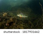 European perch swim in the water. Scuba diving among fish. Nice perch on the bottom. Perch in the lake. Scuba diving in the fresh water.