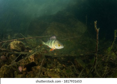 European perch swim in the water. Scuba diving among fish. Nice perch on the bottom. Perch in the lake. Scuba diving in the fresh water.