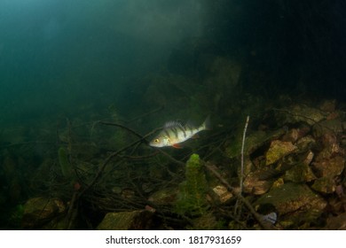 European Perch Swim In The Water. Scuba Diving Among Fish. Nice Perch On The Bottom. Perch In The Lake. Scuba Diving In The Fresh Water.