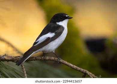 The European pied flycatcher (Ficedula hypoleuca) is a small passerine bird in the Old World flycatcher family
